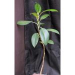 Ficus macrophylla one-gallon pots