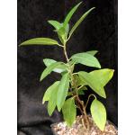 Ficus obliqua one-gallon pots