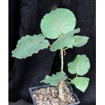 Ficus petiolaris one-gallon pots