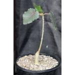 Ficus petiolaris 2-gallon pots