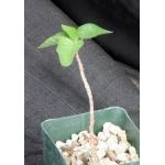 Ficus petiolaris (palmeri) 4-inch pots
