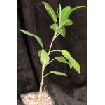 Ficus platypoda 5-inch pots