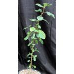 Ficus sycamorus 8-inch pots