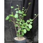 Ficus sycamorus (WY 1214) 2-gallon pots