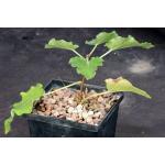 Ficus tettensis 5-inch pots