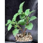 Ficus tettensis one-gallon pots