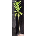 Ficus vasta one-gallon pots