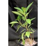 Ficus watkinsiana 5-inch pots