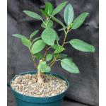 Ficus watkinsiana 8-inch pots