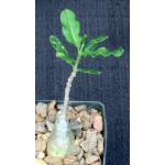 Fockea crispa 3-inch pots