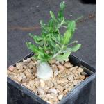 Fockea crispa 5-inch pots