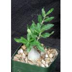 Fockea edulis 4-inch pots