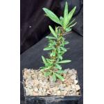 Fouquieria purpusii 5-inch pots