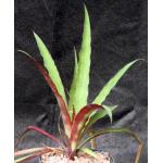 Fosterella villosula 5-inch pots