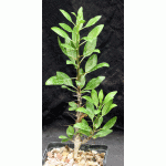 Fouquieria macdougalii 5-inch pots