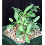 Fouquieria columnaris 4-inch pots