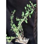 Fouquieria columnaris 5-inch pots