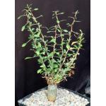 Fouquieria columnaris one-gallon pots