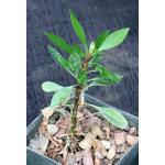 Fouquieria fasciculata 3-inch pots