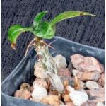 Fouquieria leonilae 2-inch pots