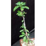 Fouquieria ochoterenae 4-inch pots