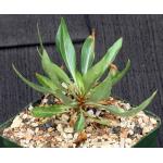 Fouquieria purpusii 4-inch pots