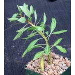 Fouquieria purpusii 4-inch pots