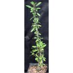 Fouquieria splendens one-gallon pots