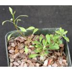 Fouquieria columnaris 5-inch pots