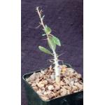 Fouquieria columnaris 4-inch pots