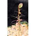 Fouquieria fasciculata 4-inch pots