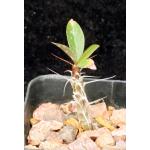 Fouquieria leonilae 2-inch pots