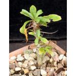 Fouquieria leonilae 4-inch pots