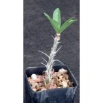 Fouquieria splendens 2-inch pots