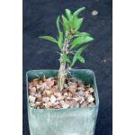 Fouquieria splendens 4-inch pots