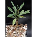 Fouquieria splendens 5-inch pots