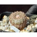 Frailea ampliata 2-inch pots