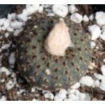 Frailea castanea 2-inch pots