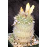 Frailea pumila ssp. albisetosa 4-inch pots
