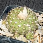 Frailea parviflora 2-inch pots