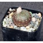 Frailea phaeodisca 2-inch pots