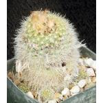 Frailea pumila ssp. albisetosa 3-inch pots
