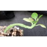 Frerea indica 5-inch pots