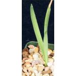 Furcrea parmentieri 4-inch pots
