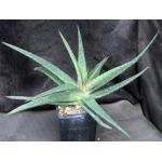 Gasteraloe cv Emmy one-gallon pots