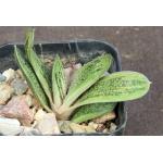 Gasteria cv Little Warty 2-inch pots