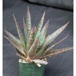 Gasteraloe cv Flow 4-inch pots