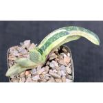 Gasteria disticha yellow variegate 4-inch pots