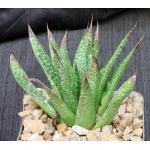 Gasteraloe cv Flow 4-inch pots