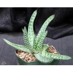 Gasteraloe cv Pauline 5-inch pots